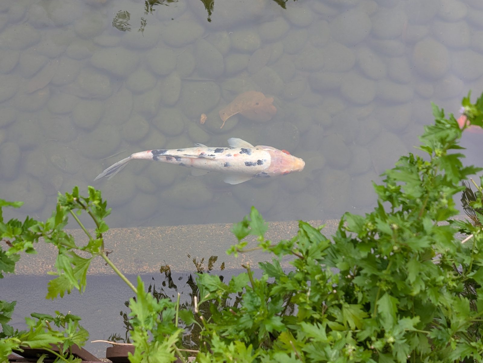 Another Koi, they just look so cool