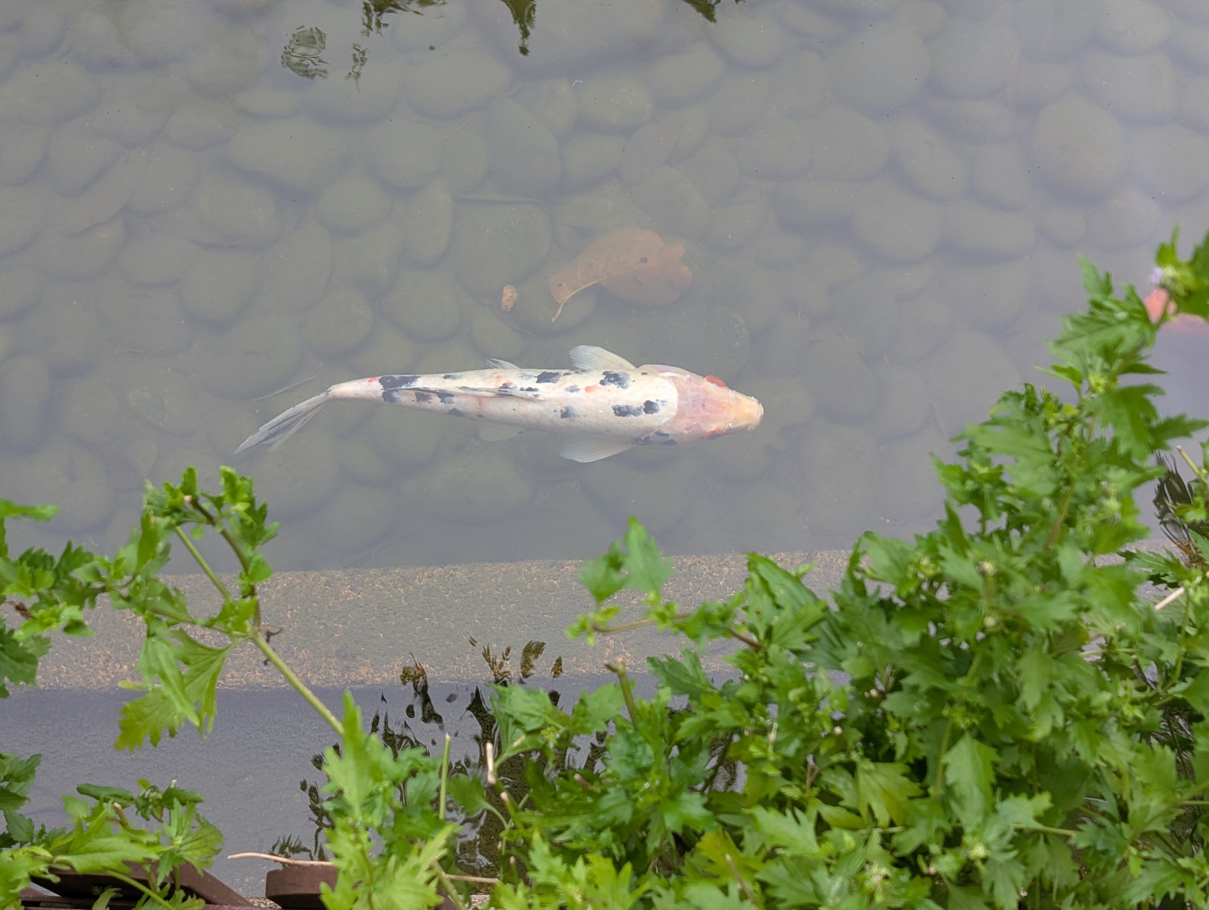 Another Koi, they just look so cool