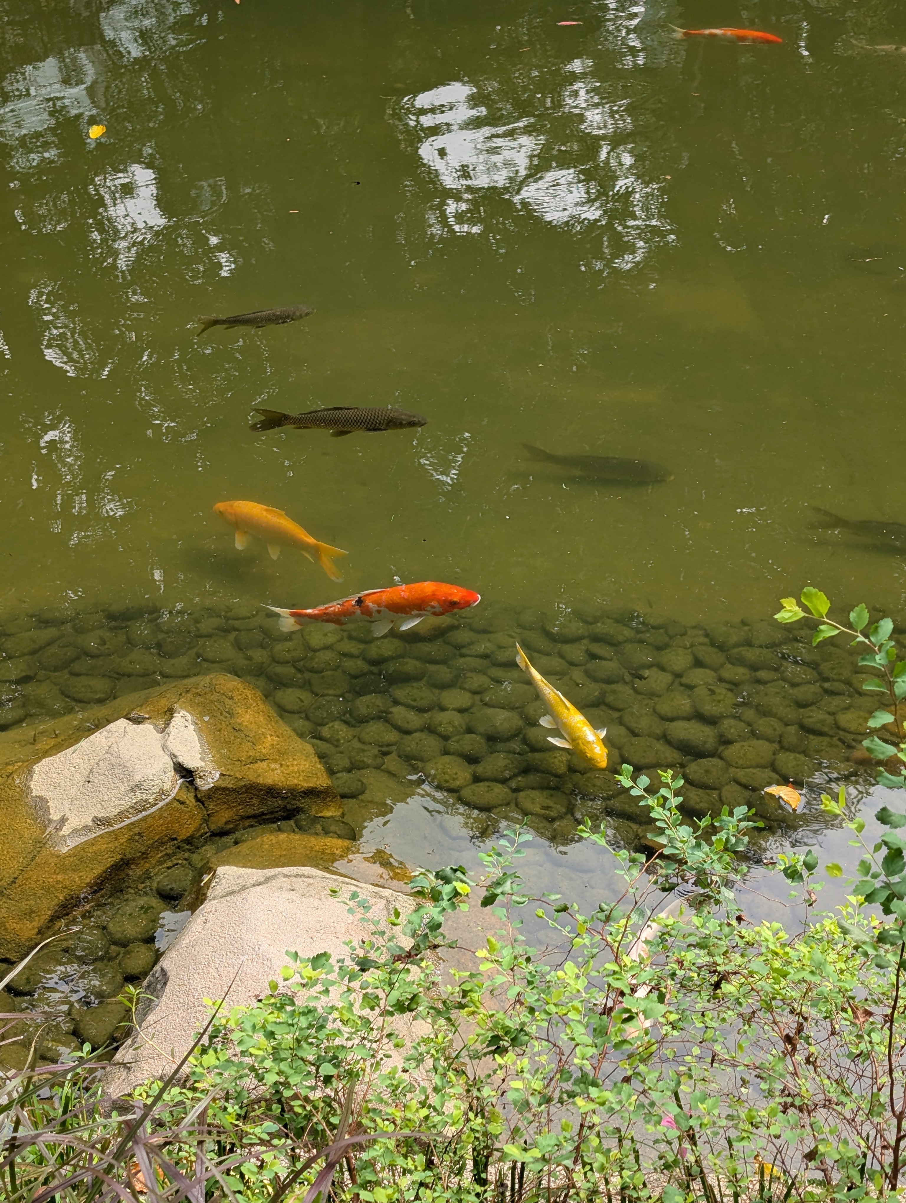 Lots of variations of Koi