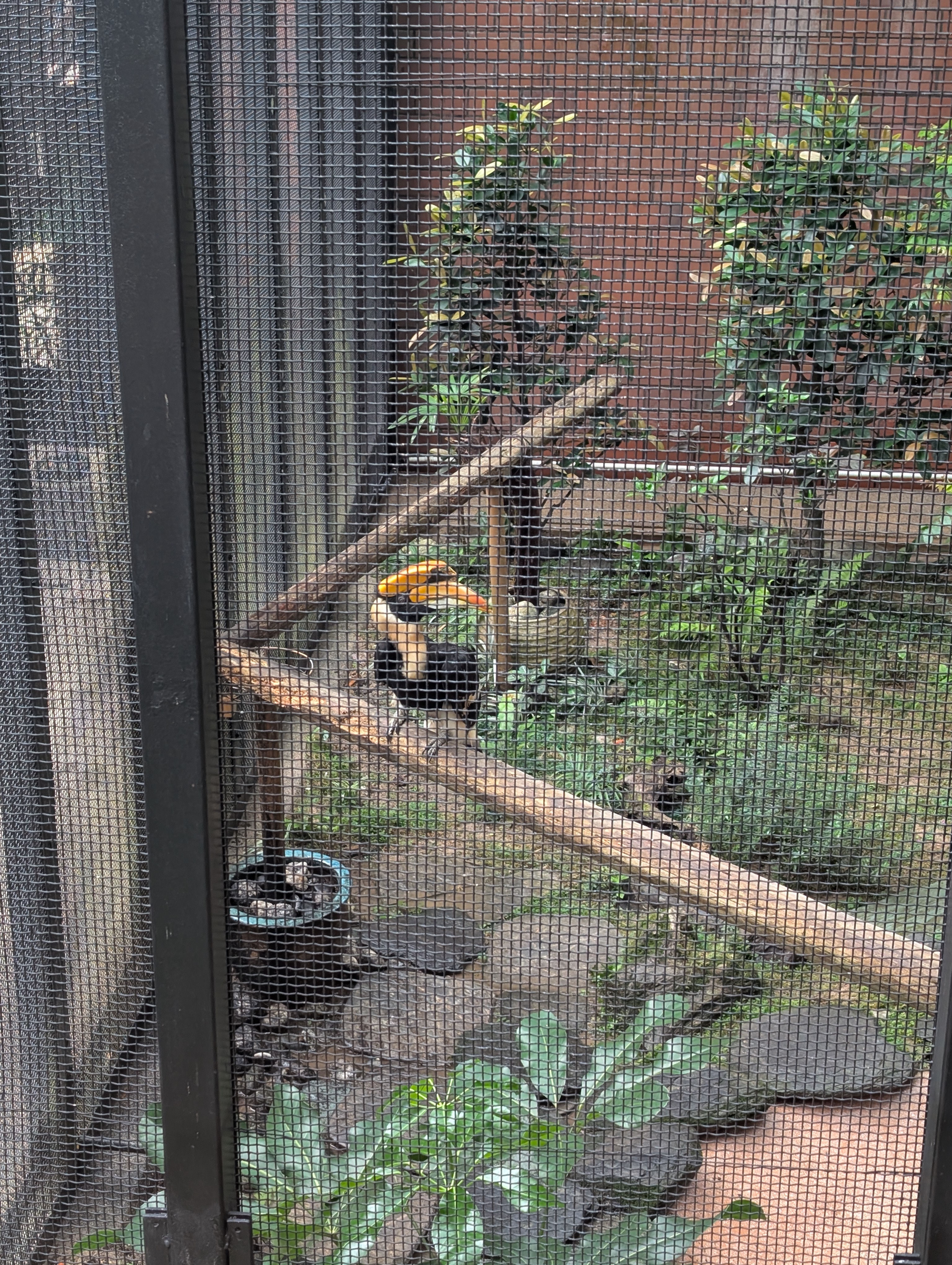 The _____ hornbill