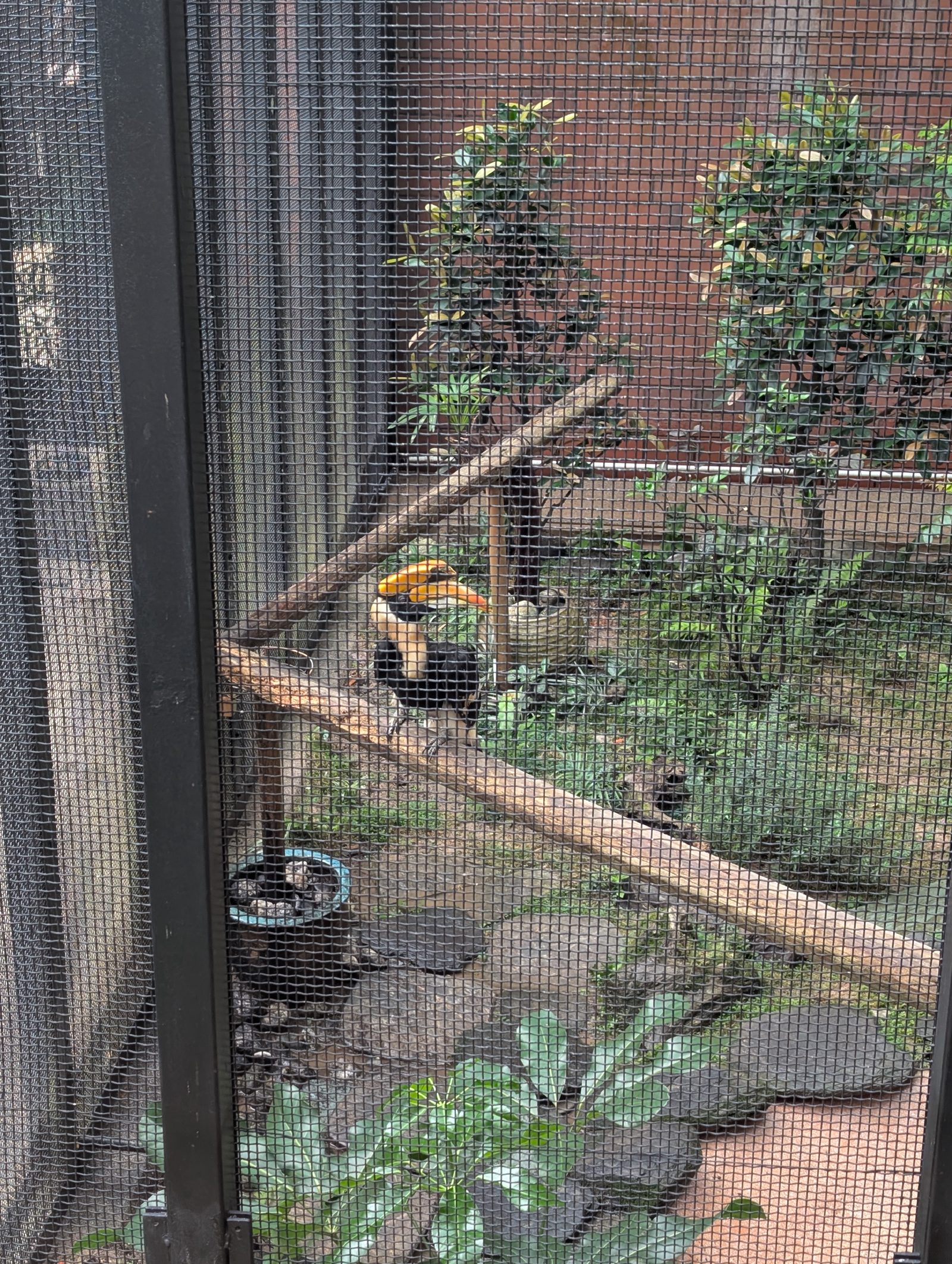 The _____ hornbill