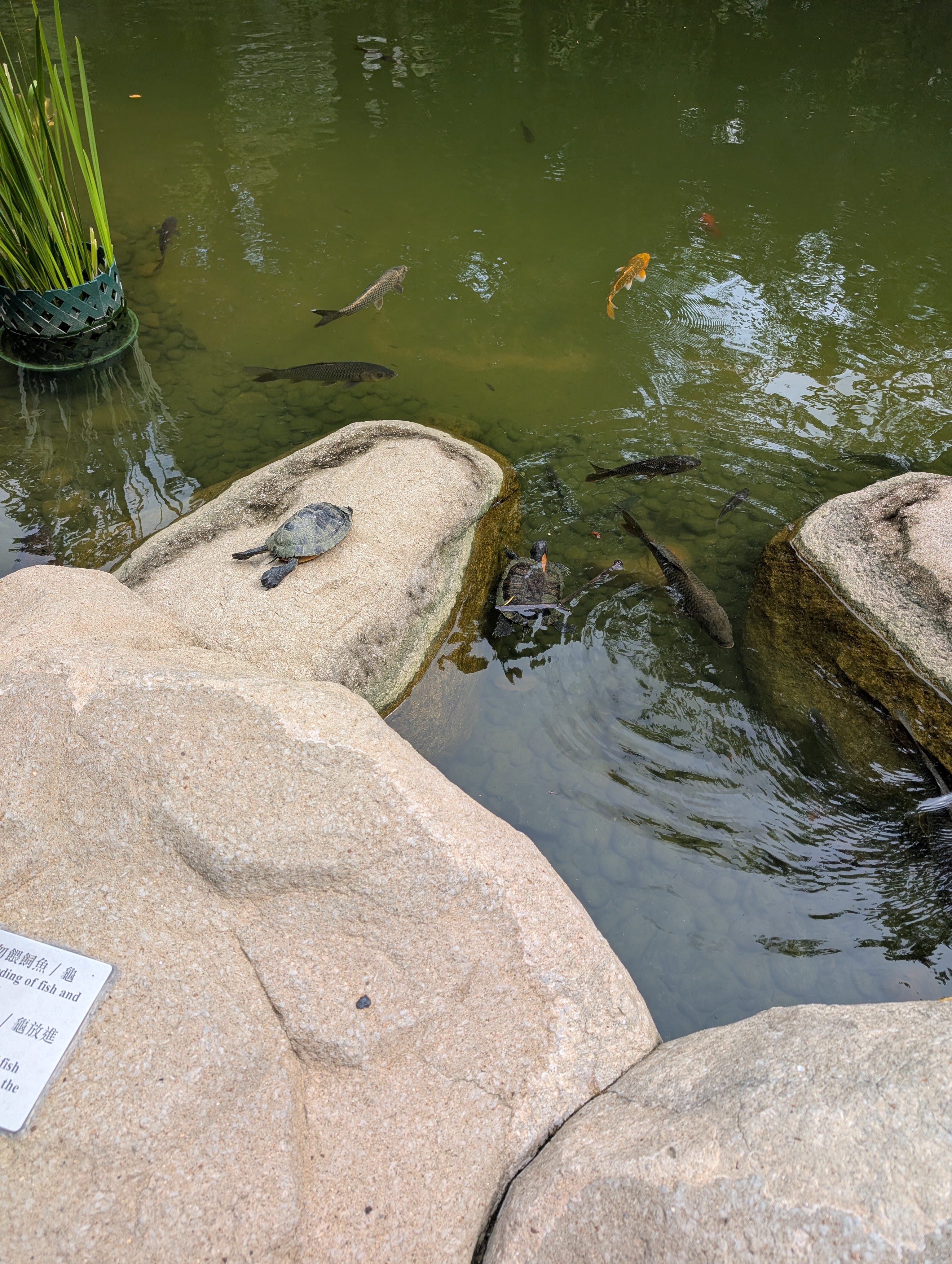 Nearly didn&rsquo;t notice them, but Turtles