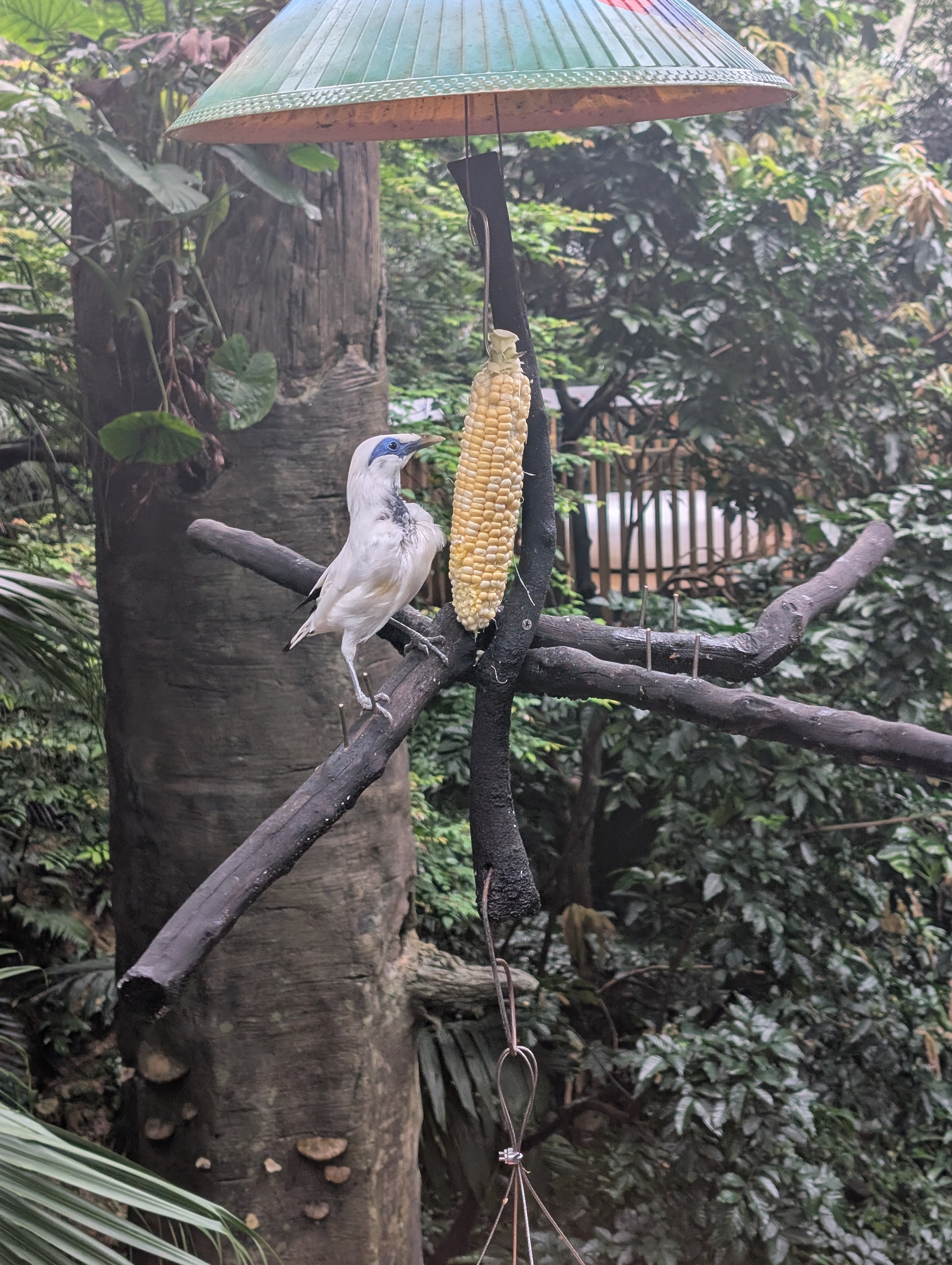Bali Starling about to eat