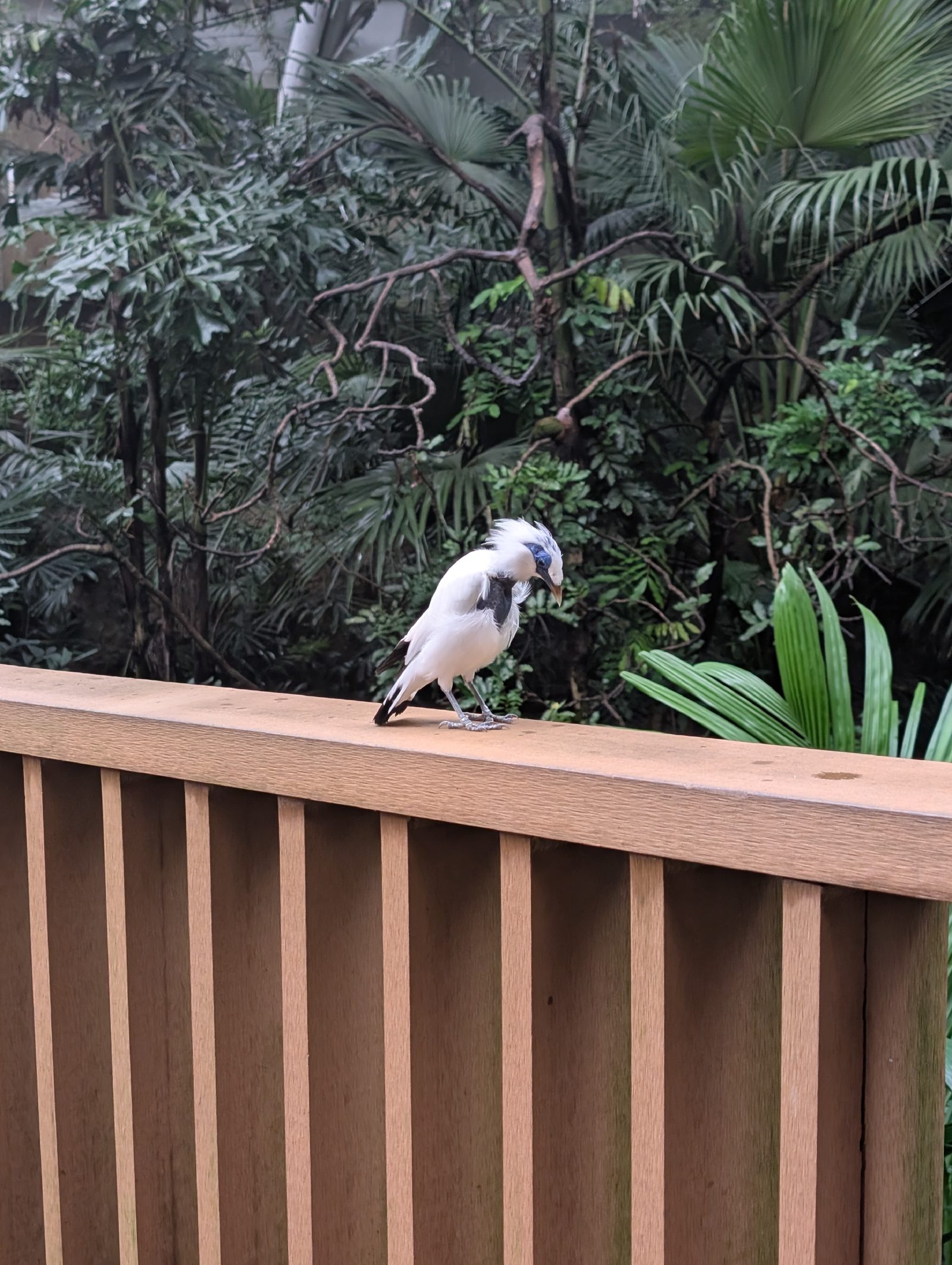 Bali Starling regretting eating too much
