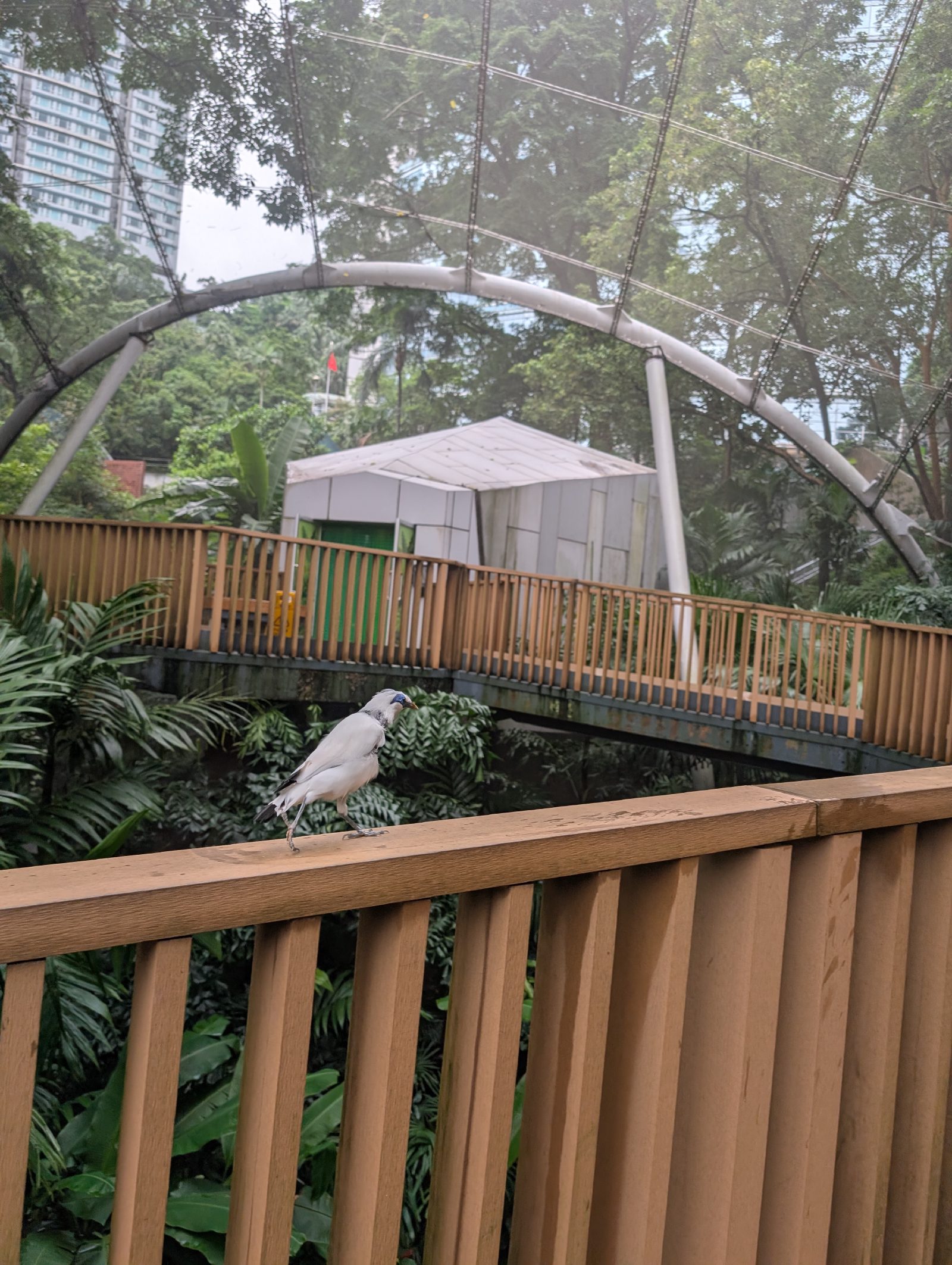 Bali Starling deciding to walk it off
