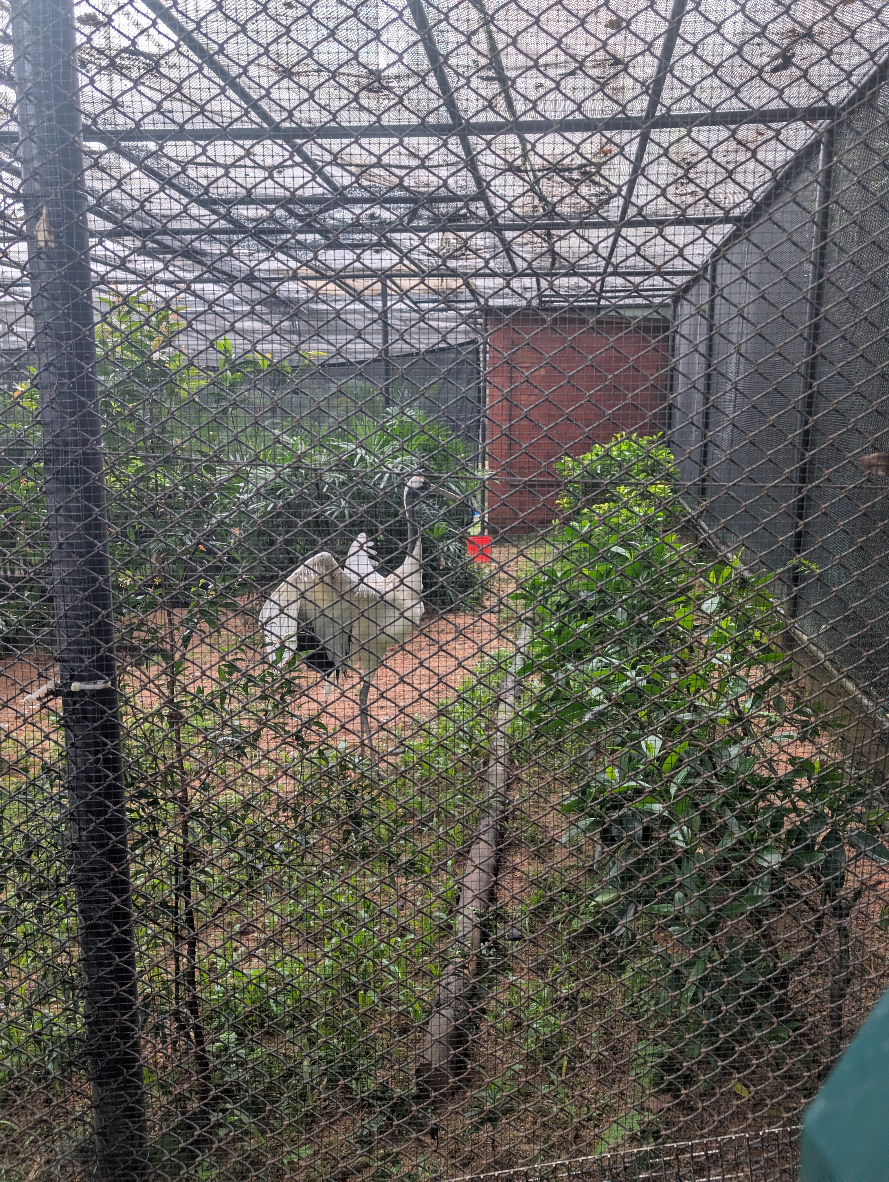 Some type of crane (not a blue crane as that looked grey and was in a different enclosure)