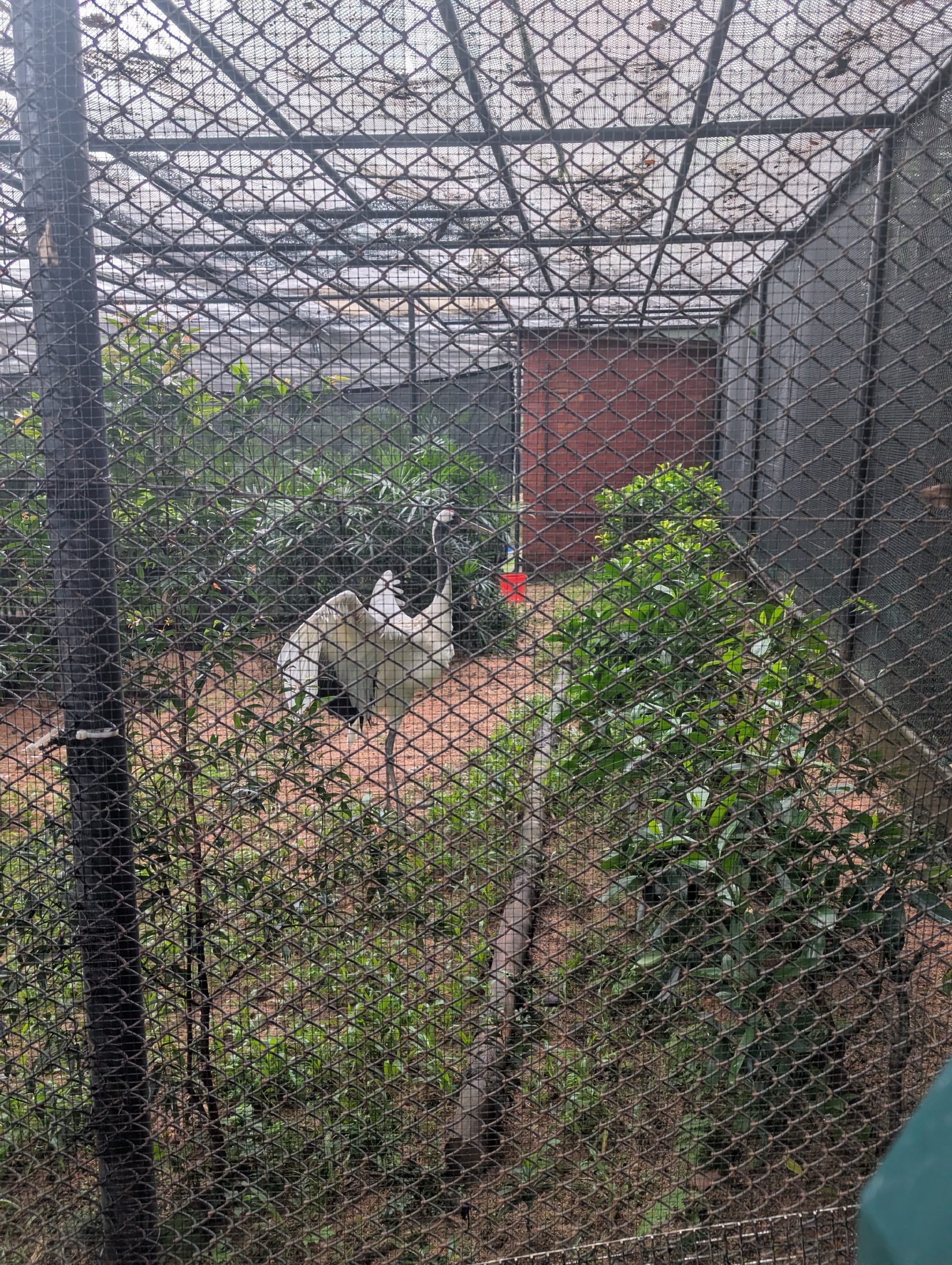 Some type of crane (not a blue crane as that looked grey and was in a different enclosure)