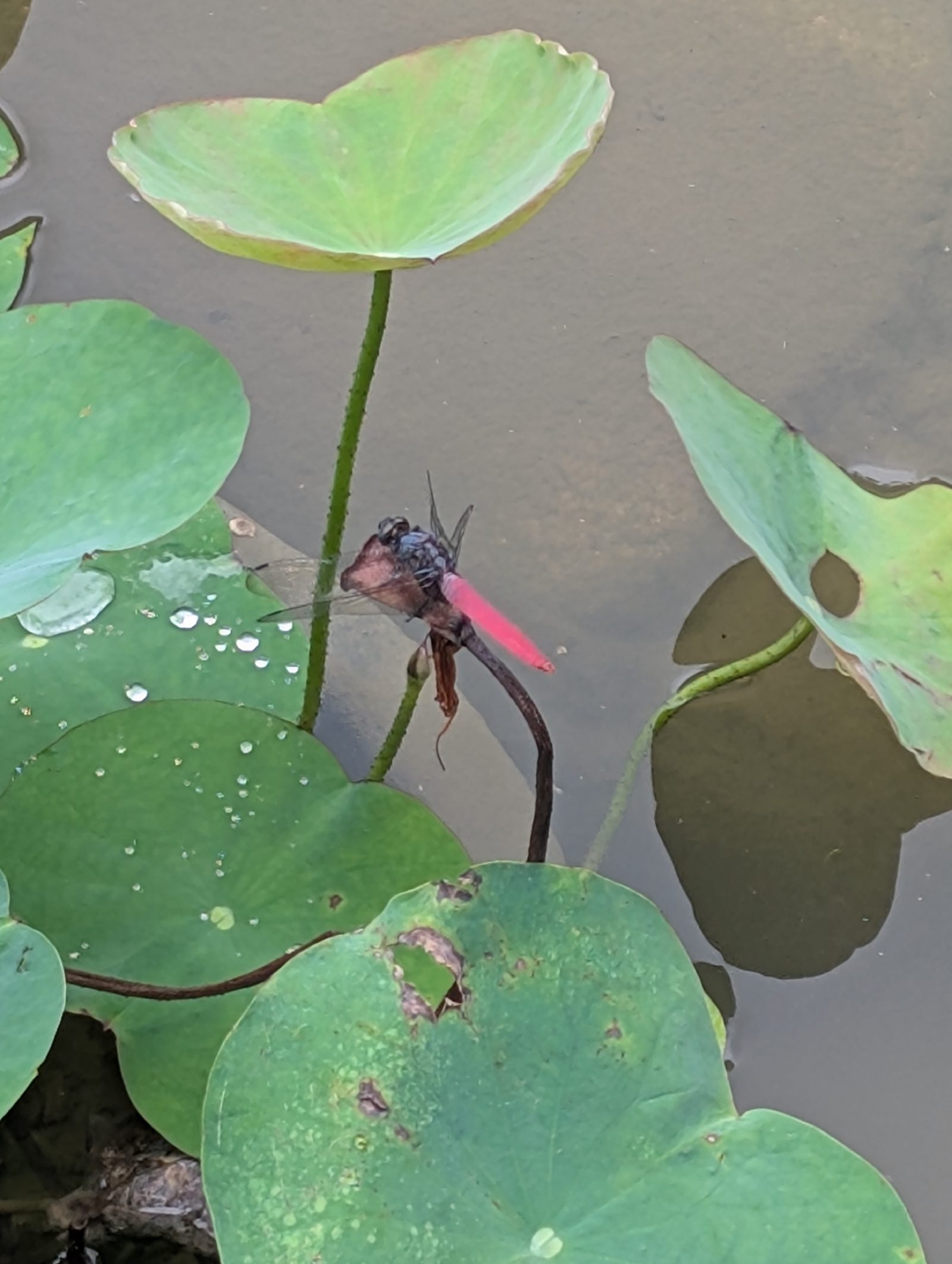 A dragonfly (Common Red Skimmer)
