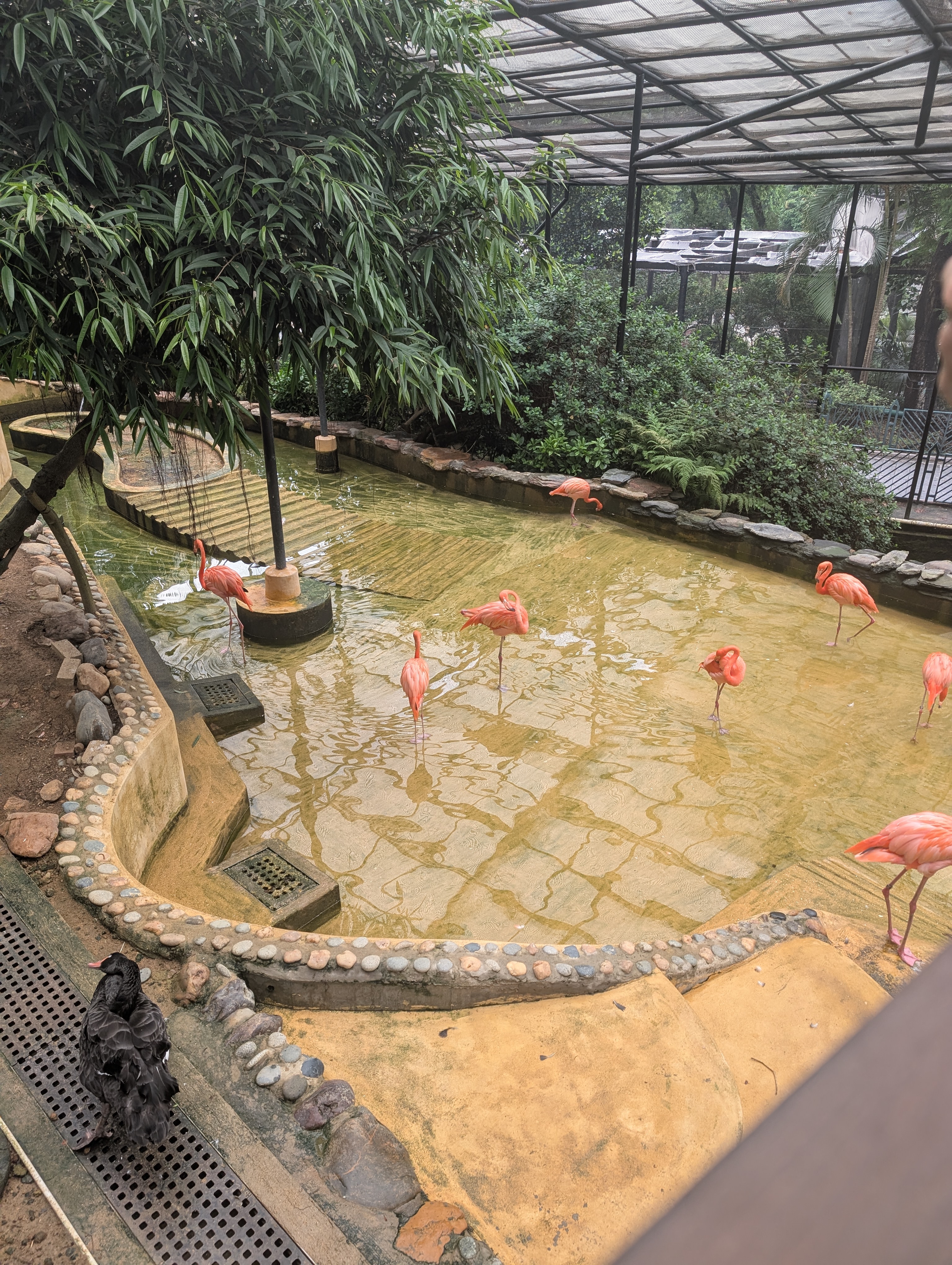 Turns out Flamingos are smaller than I thought