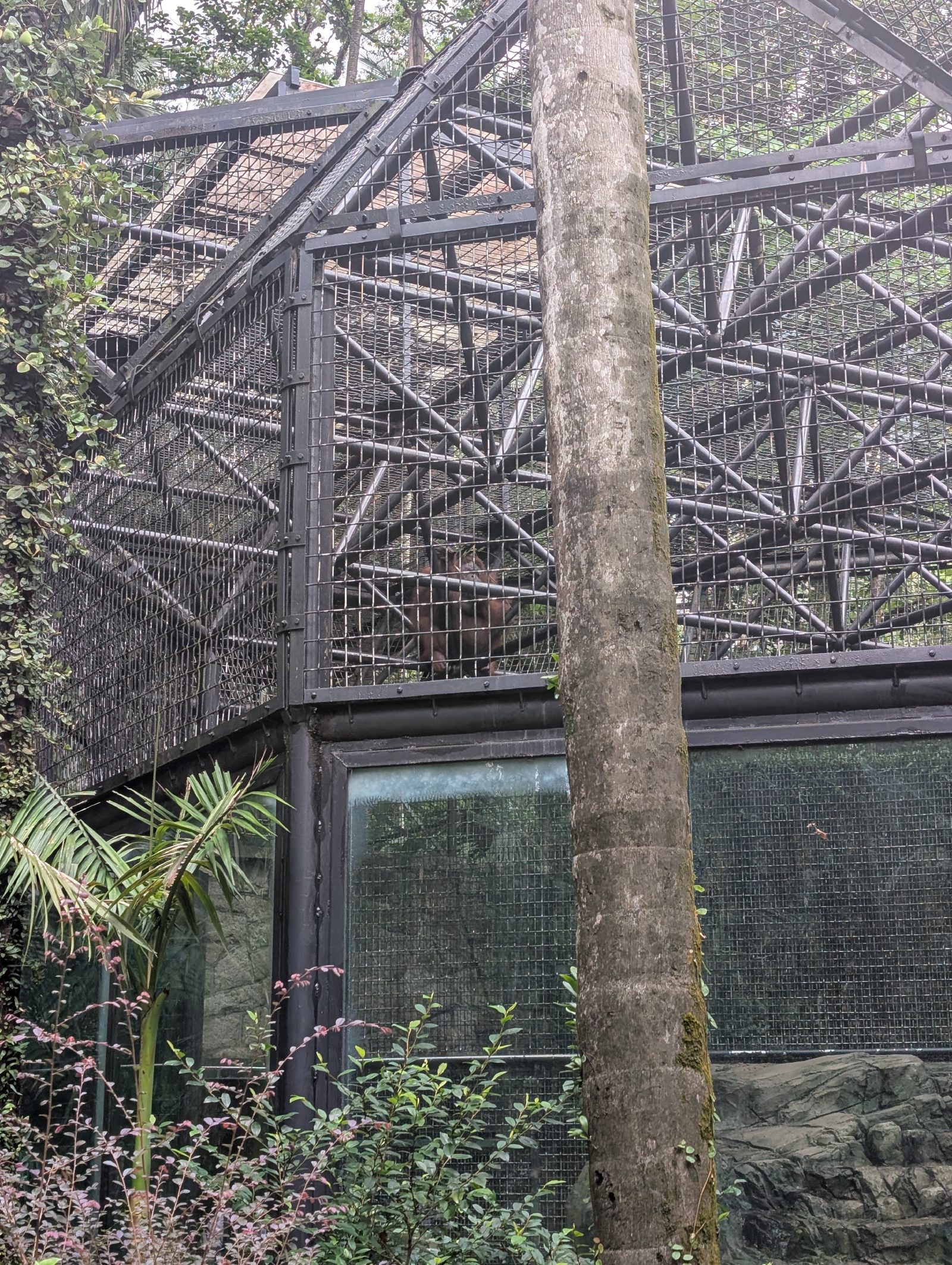Orangutan (but none of them were close to the edge of the enclosure sadly)