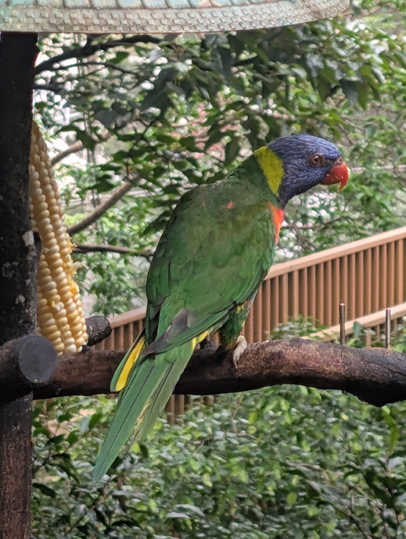 Close-up of a parrot