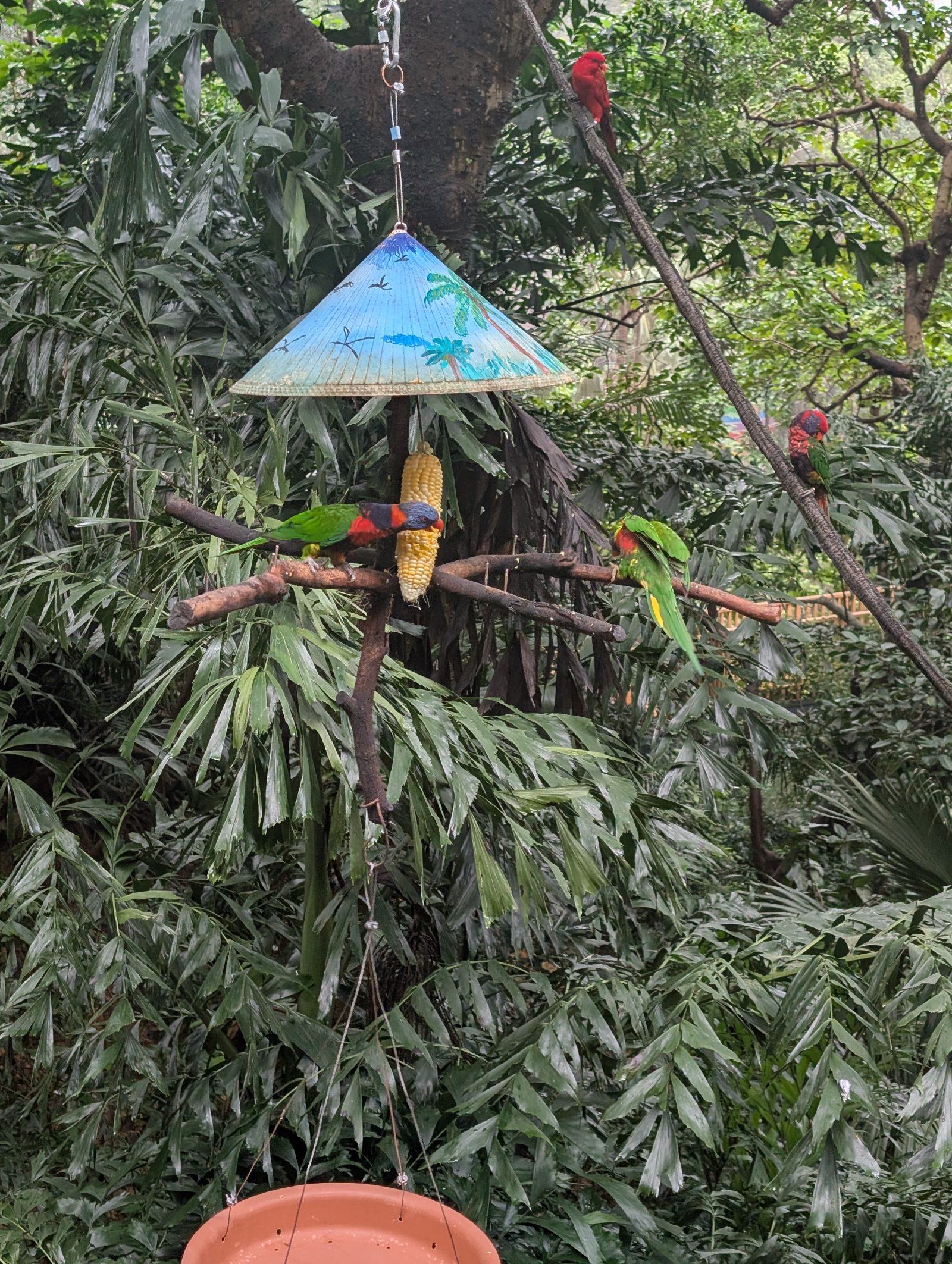 Two archetypical parrots
