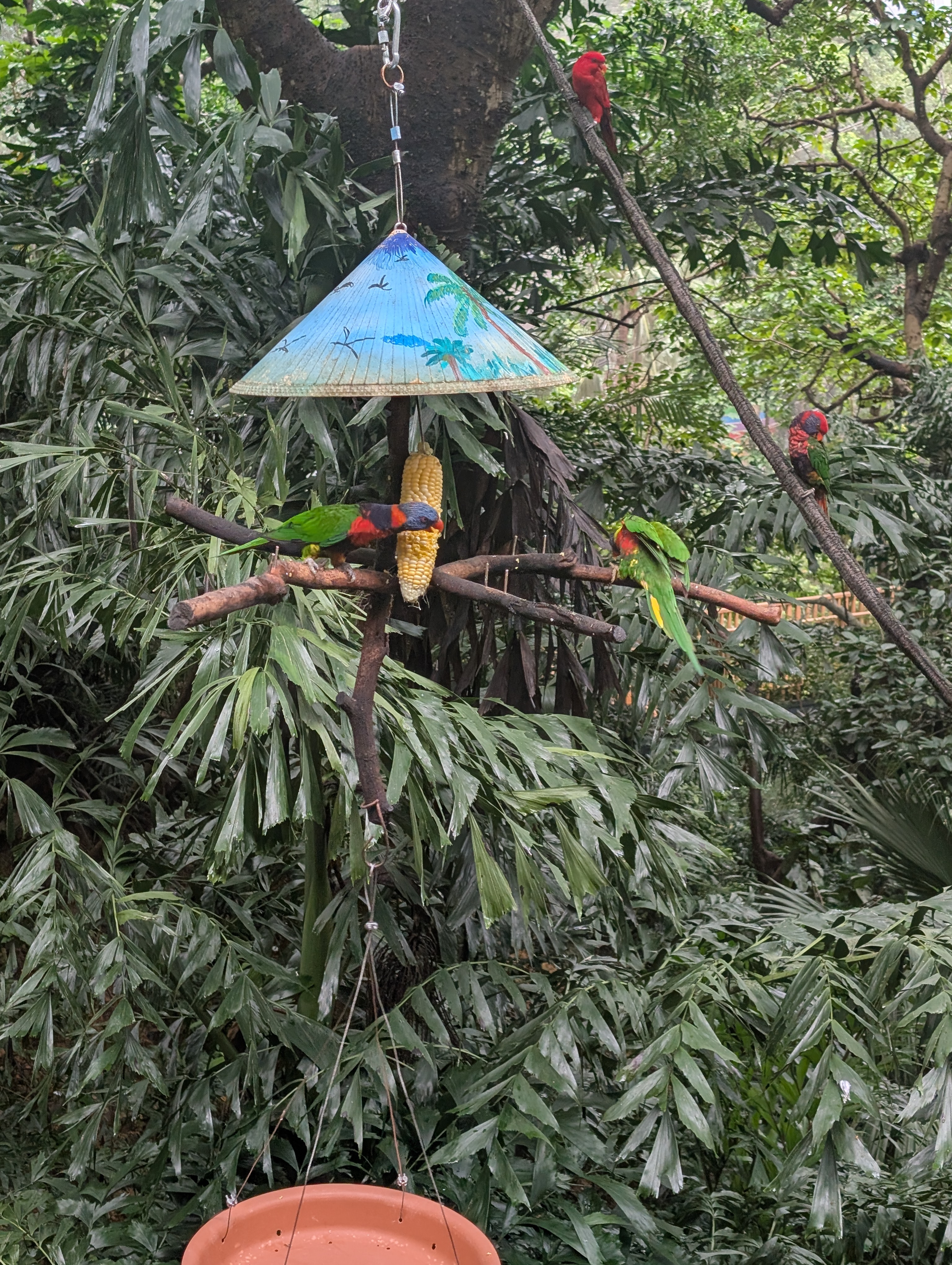Two archetypical parrots