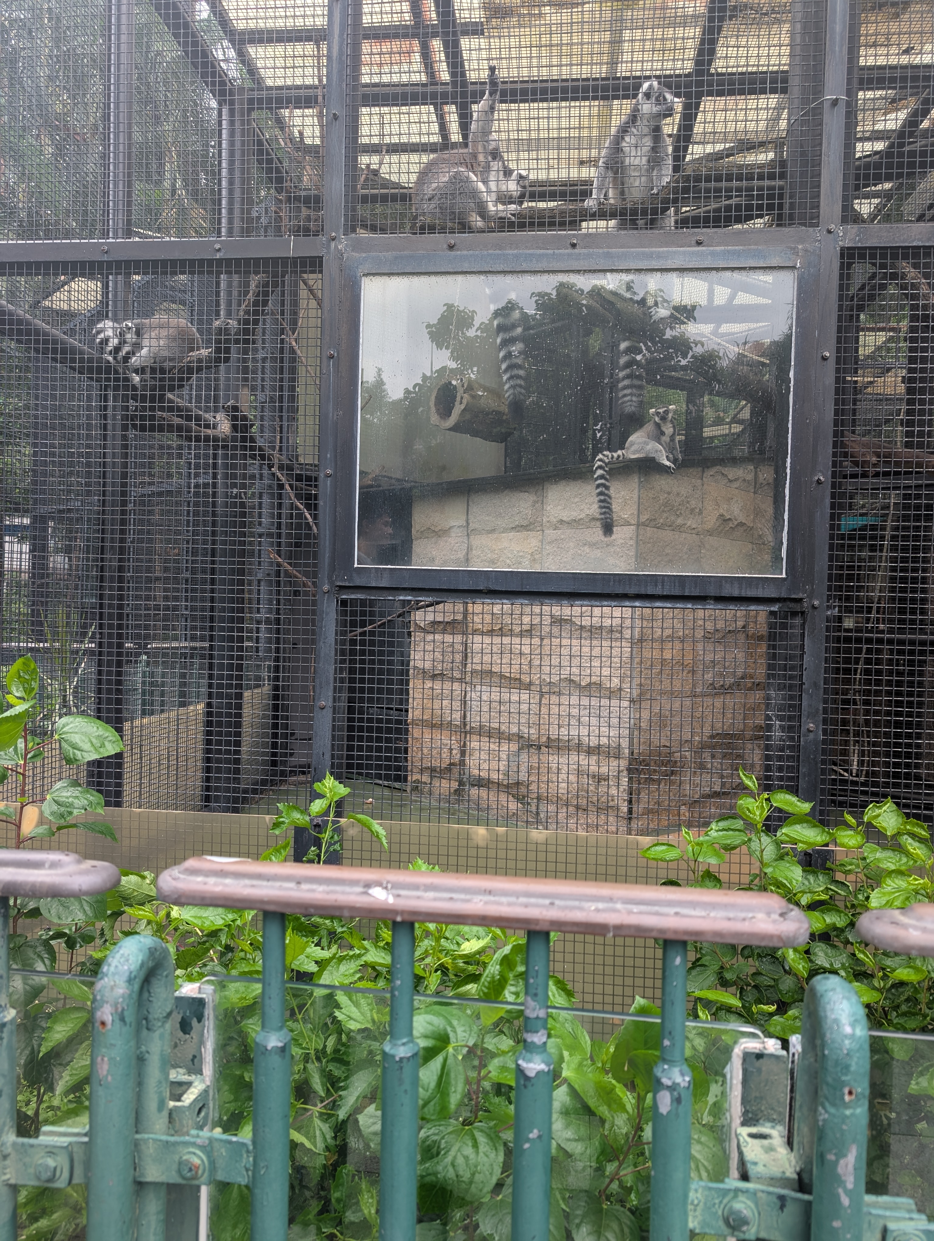 Ring Tailed Lemurs