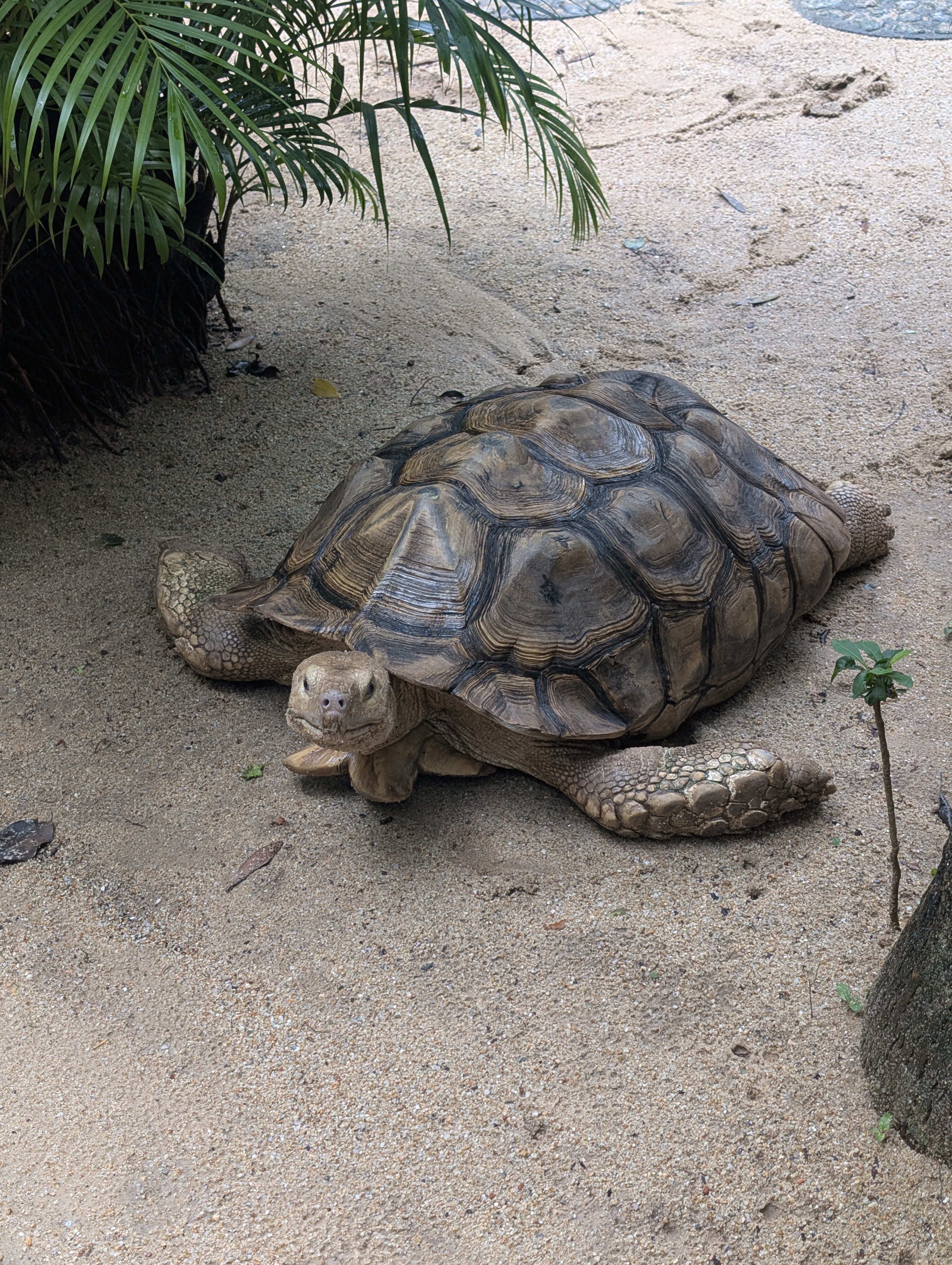 A Turtle that would have won any staring contest (wasn&rsquo;t even sure it was alive at first)