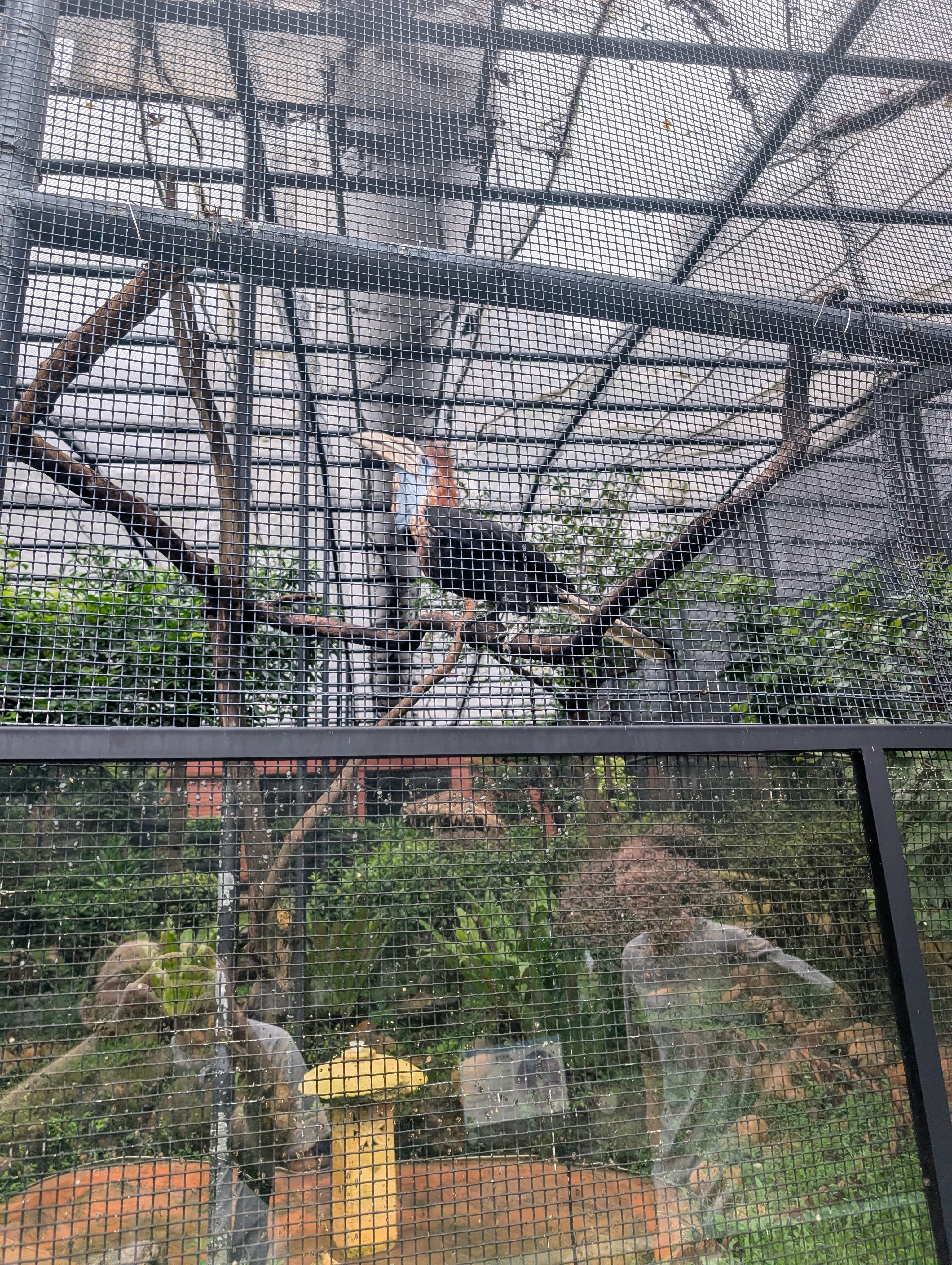 Can&rsquo;t remember what this bird is, it looks odd though and definitely had an attitude (maybe the two points are connected)